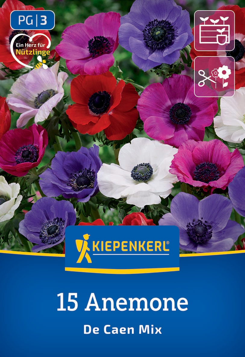Bunte Anemonen in Rot, Pink, Weiß und Lila vor grünem Hintergrund.