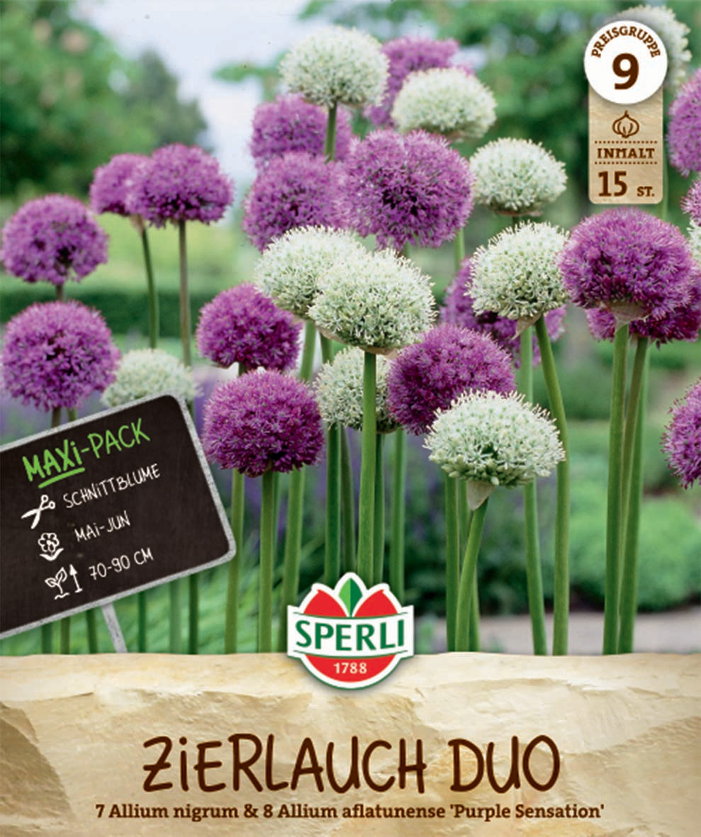 Maxi-Pack Zierlauch Duo