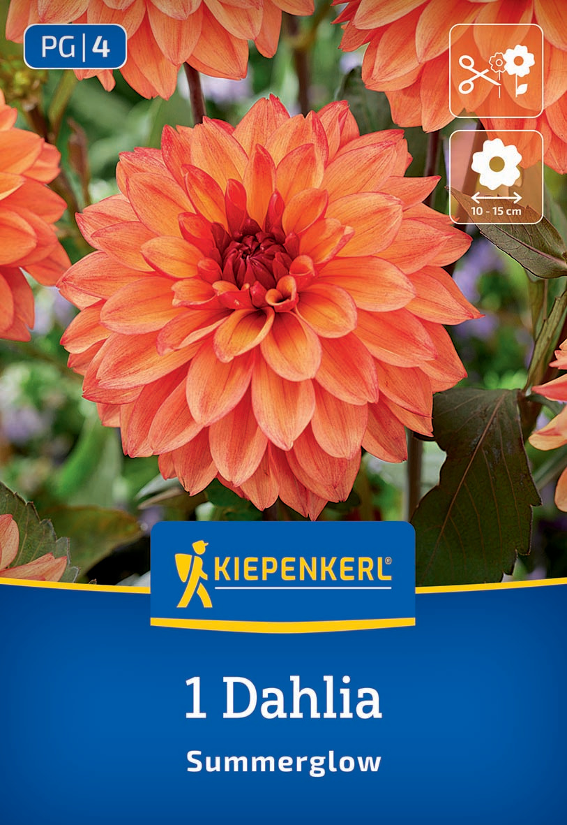 Orange Summerglow Dahlia mit grünen Blättern im Hintergrund.