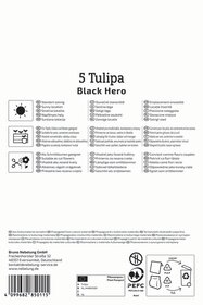 Gefüllte Späte Tulpe Black Hero