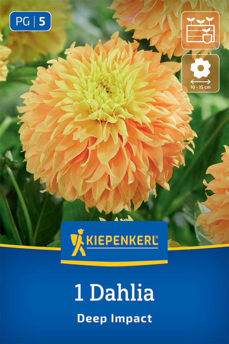 Dekorative Dahlie Deep Impact