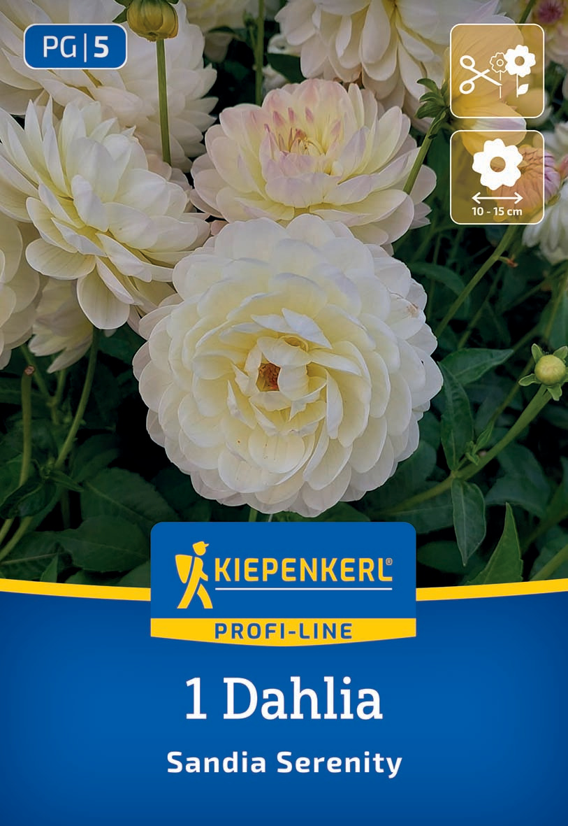 Weiße, doppelte Dahlienblüte mit gelborder Füllung, umgeben von grünen Blättern.