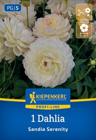 Weiße, doppelte Dahlienblüte mit gelborder Füllung, umgeben von grünen Blättern.
