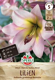 Pink und cremefarbene Lilienblüte mit gelbem Zentrum, Staubblättern und Blütenstempel.