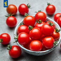 Kleine rote Tomaten mit grünen Stielen in einer weißen Schüssel, einige liegen auf grauem Hintergrund.