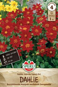 Dahlie Topmix Rood