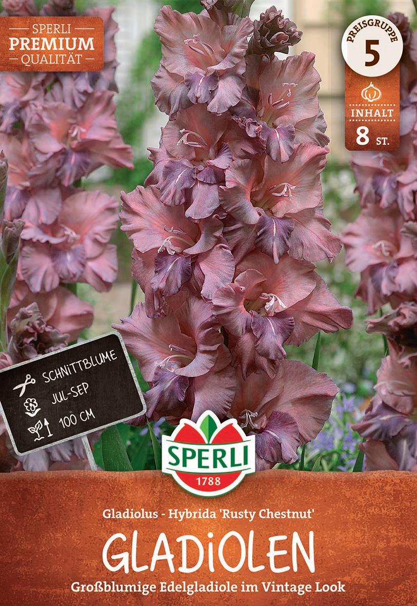 Große, mehrfarbige Gladiolenblumen in rosa und lila, im Beet gepflanzt.