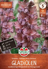 Große, mehrfarbige Gladiolenblumen in rosa und lila, im Beet gepflanzt.