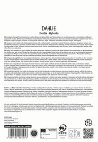 Text mit Produktbeschreibung und Pflegehinweisen für eine Dahlie im Mehrsprachigen.