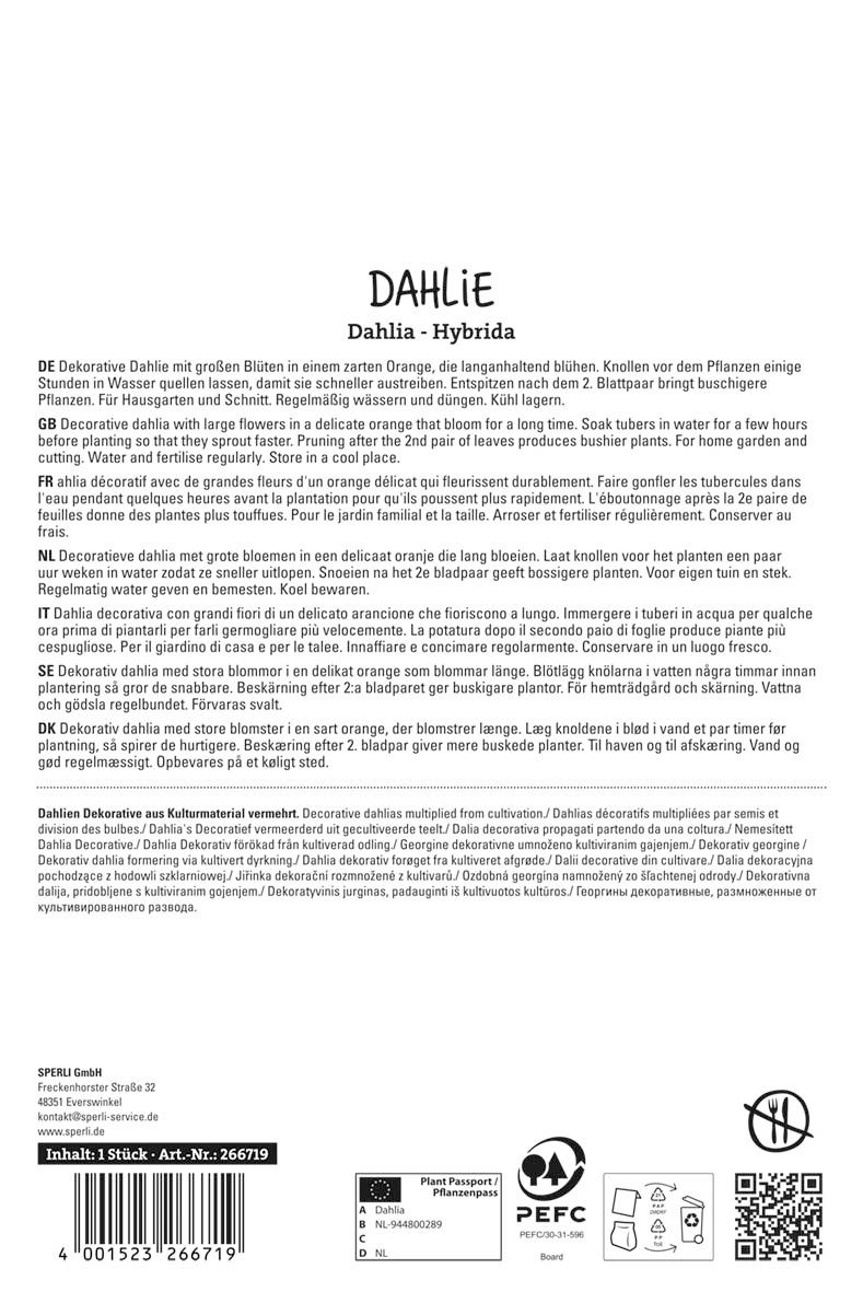 Dahlie Glorie van Noordwijk