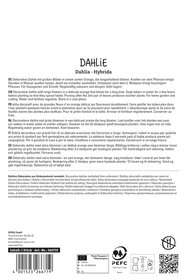 Dahlie Glorie van Noordwijk