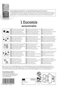 Ananasblume - Eucomis autumnalis