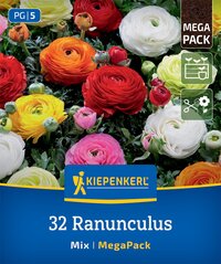 Mega-Pack Ranunkeln Mischung Aviv Mix