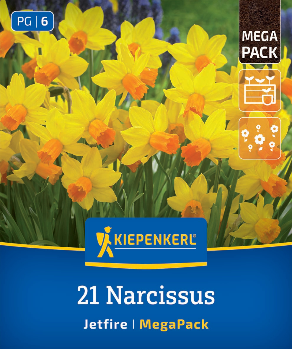 Mega-Pack Alpenveilchen-Narzisse Jetfire