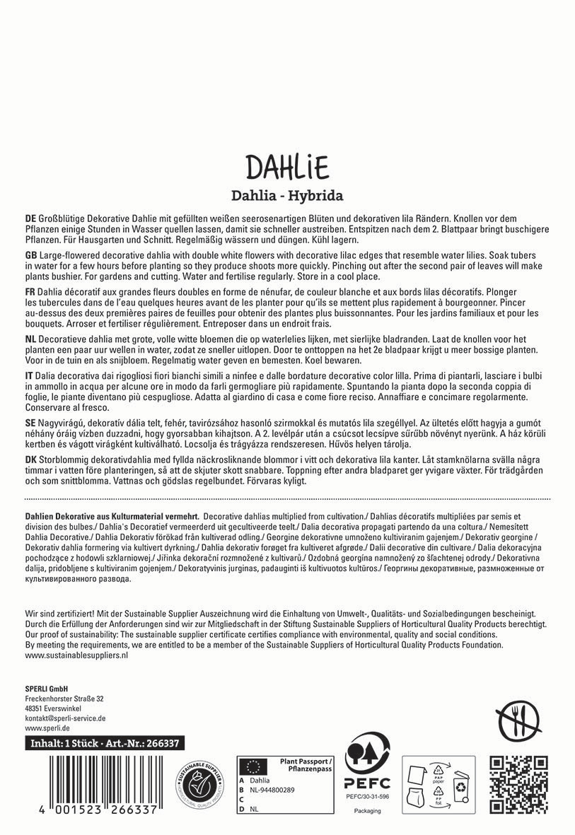 Text in multiple languages describing the care and planting of a decorative dahlia with white and lilac flowers.