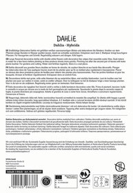 Text in multiple languages describing the care and planting of a decorative dahlia with white and lilac flowers.