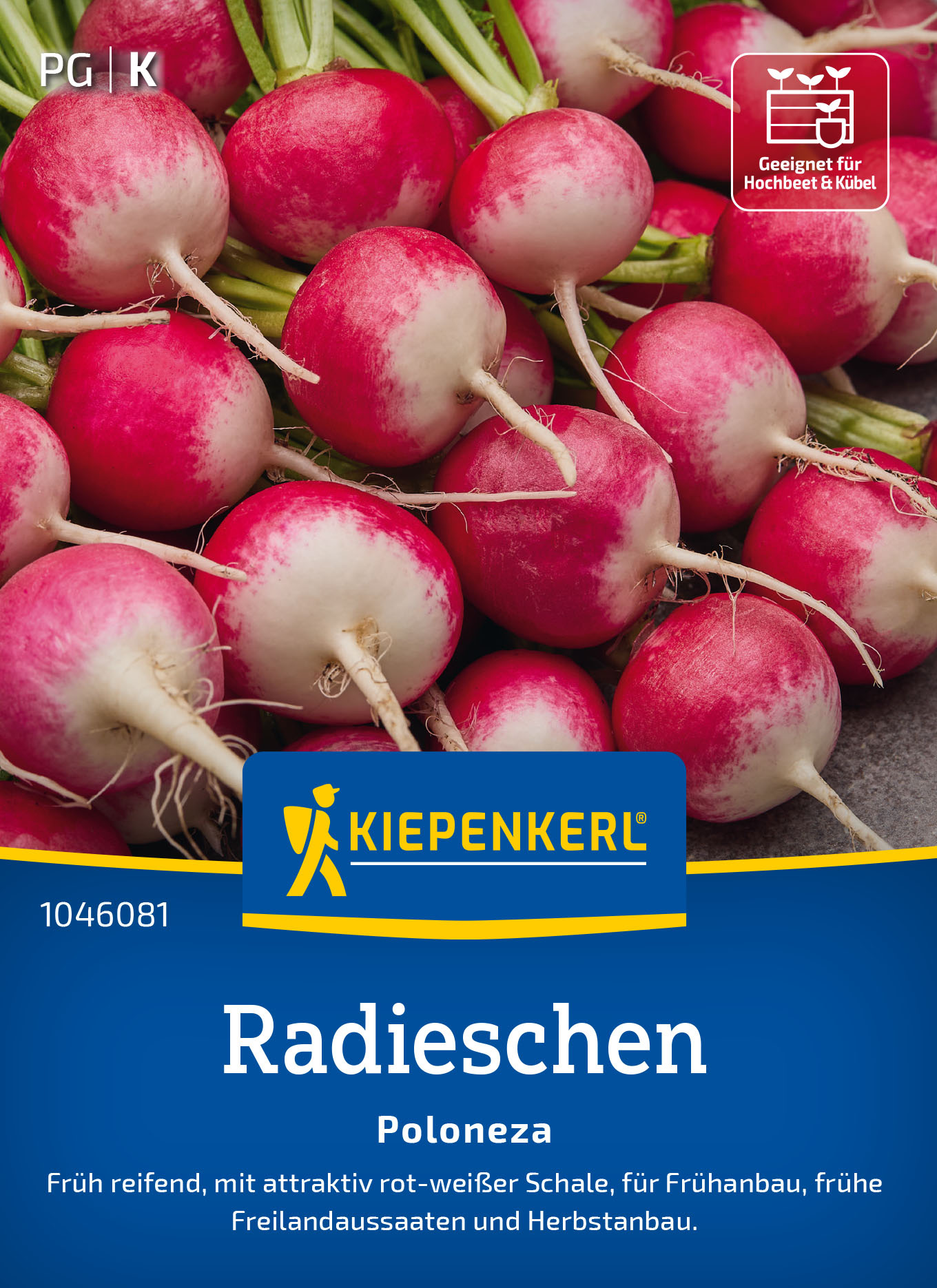 Radieschensamen Poloneza