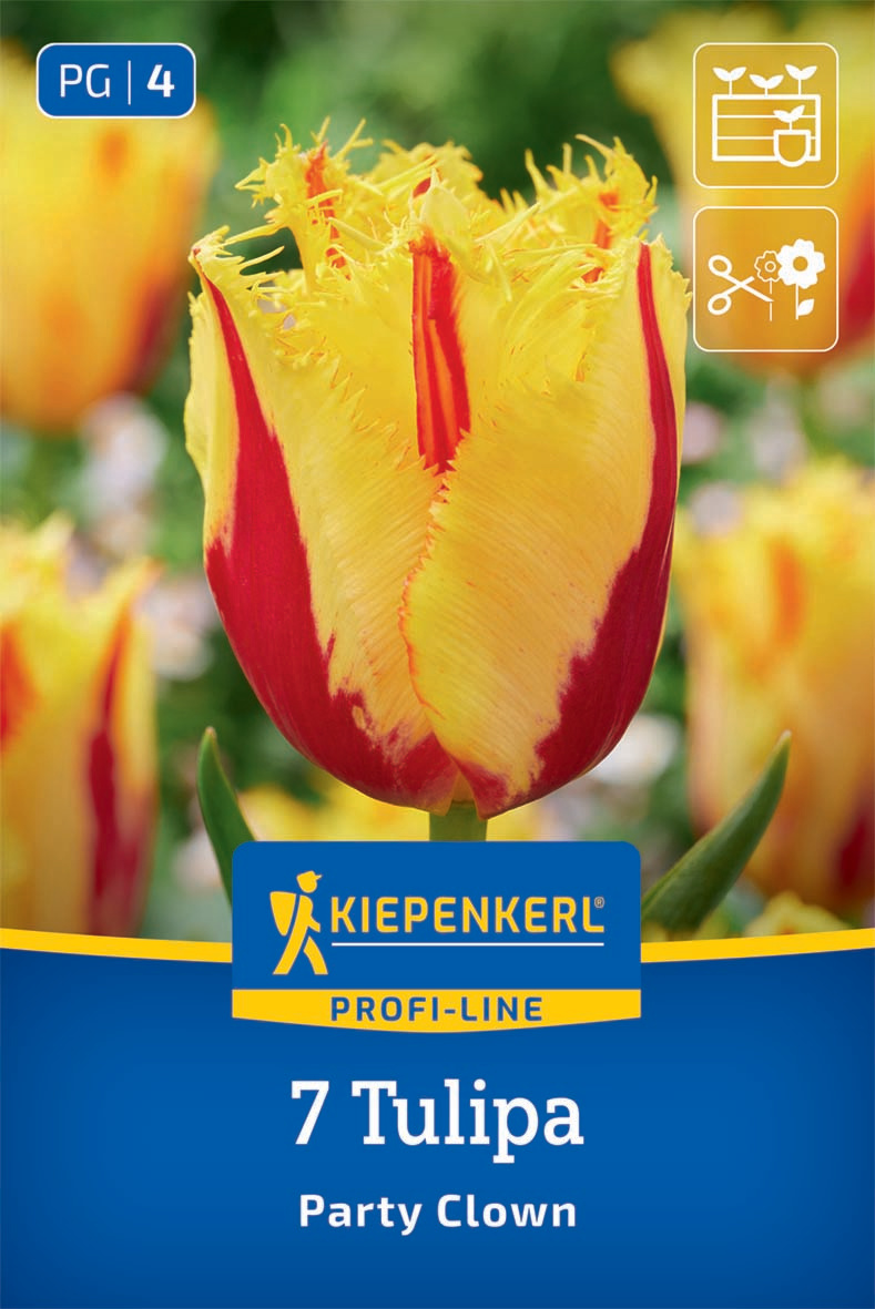 Gefranste Tulpe Party Clown