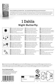 Halskrausen-Dahlie Night Butterfly