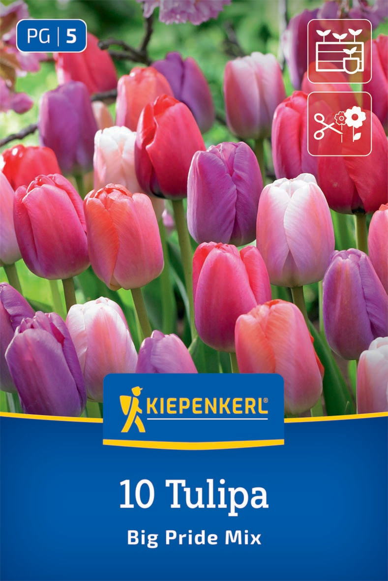 Darwin-Hybrid-Tulpen Big Pride Mix