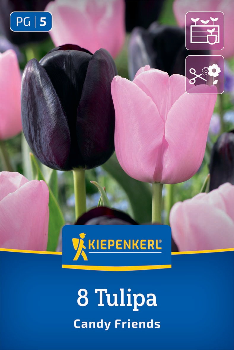 Tulpenmischung Candy Friends