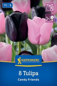 Tulpenmischung Candy Friends
