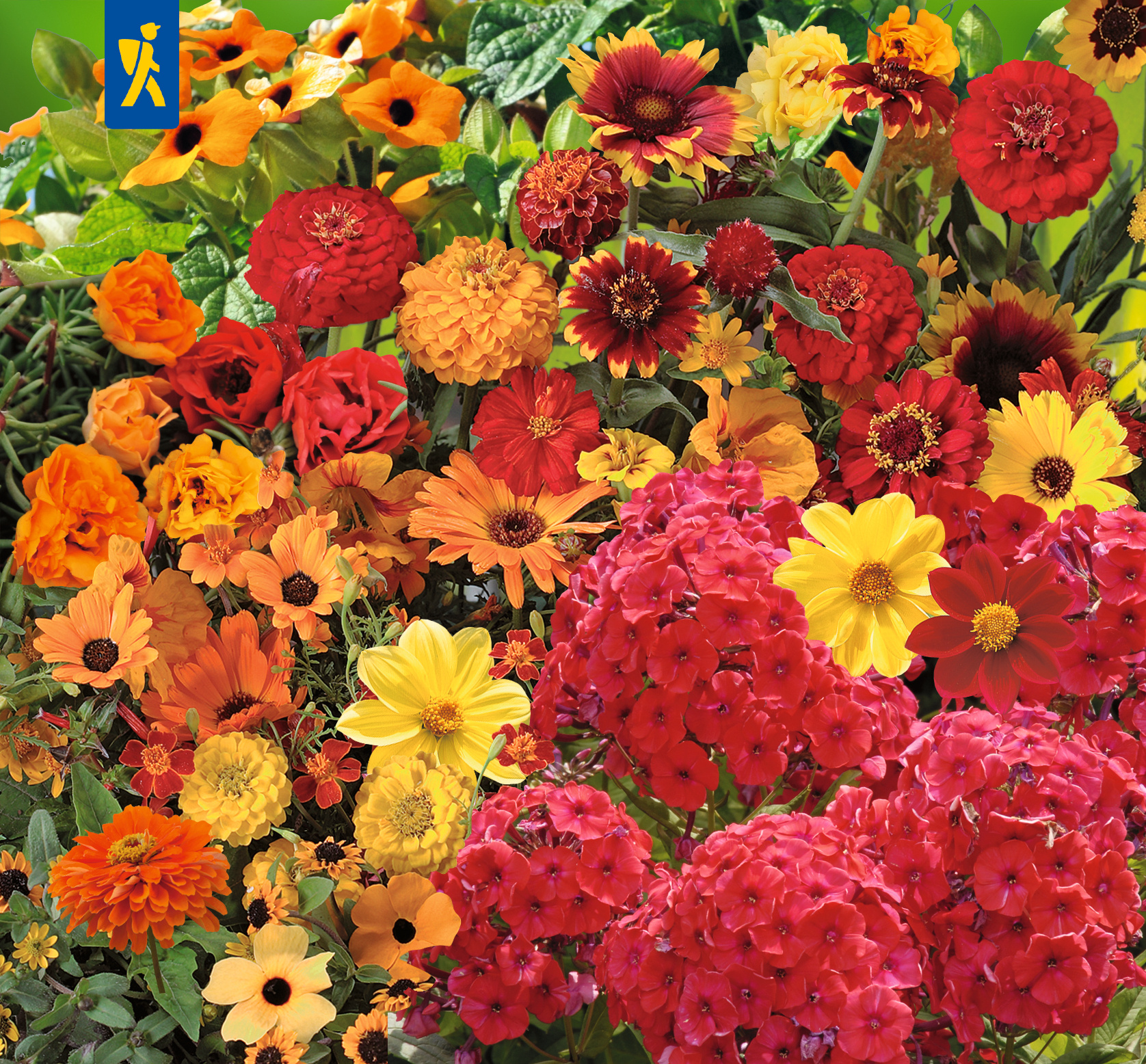 Blumensamen-Mischung Feuerzauber