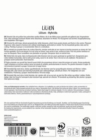 Weiße Blüten mit purpurnen Streifen in der Mitte und flecken auf orientalischer Lilie.