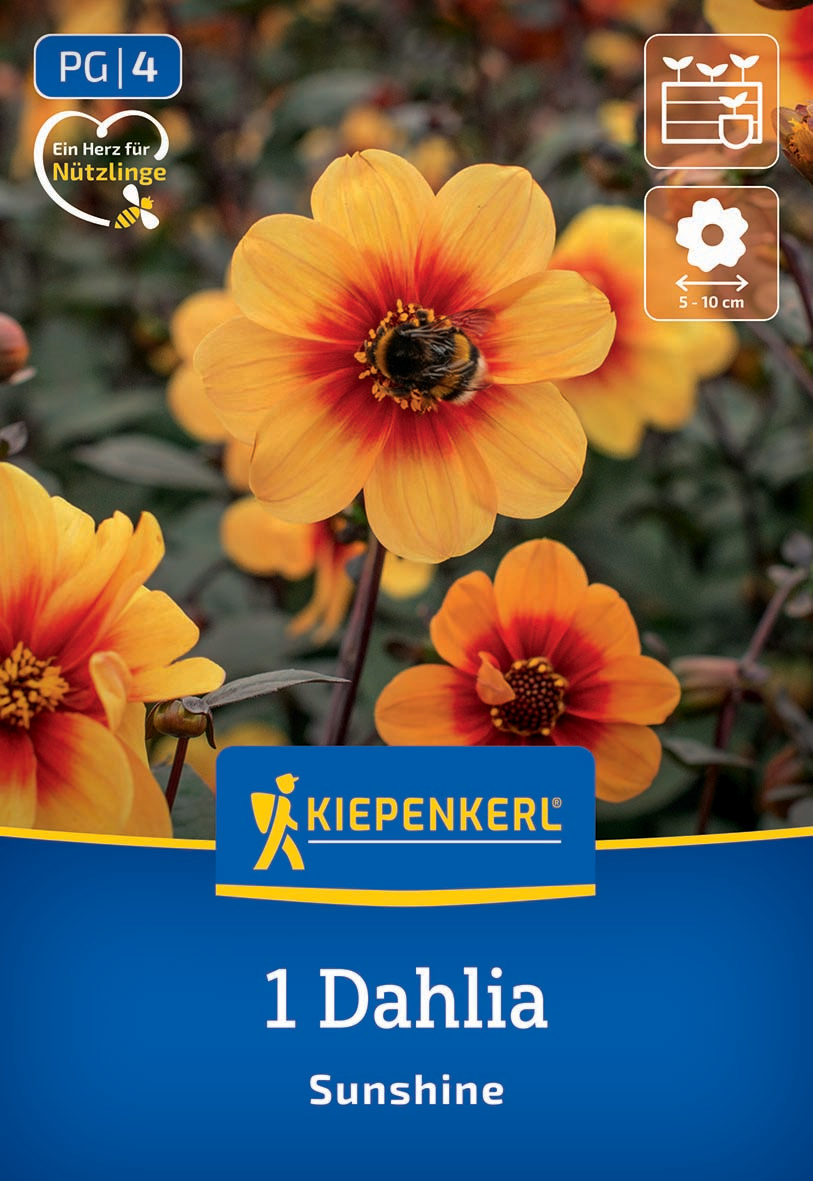 Gelbe und orange Dahlienblüte mit einer Biene, im Hintergrund mehrere Dahlien, Verpackung mit blauer Beschriftung.