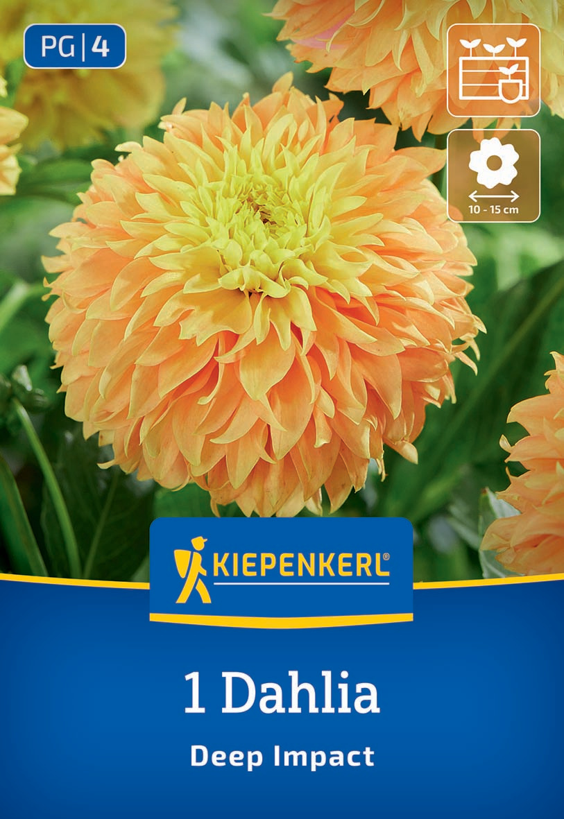 Orange und gelbe Dahlienblüte vor grünem Blätterhintergrund mit Kiepenkerl Logo, Text und Symbolen.