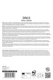 Dahlie Liquid Desire