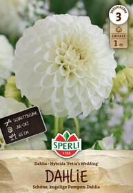 Weiße, kugelige Dahlie mit dichten Blütenblättern.