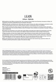 Verschiedene Sprachen beschreiben Lilien mit roter Blüte, starker Stiel und Humusboden, in Papiertüte verpackt.