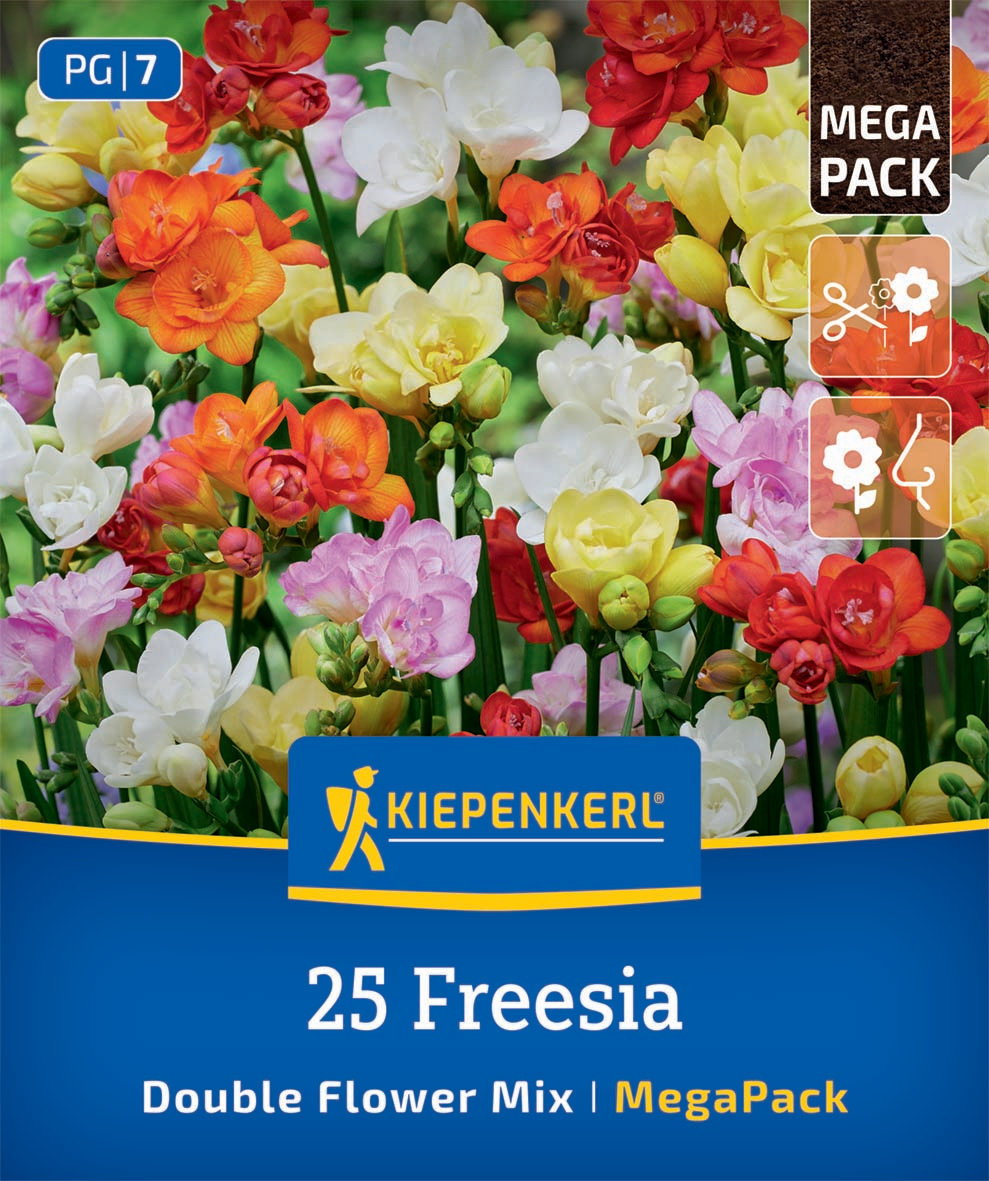 Bunte Freesien in Weiß, Gelb, Rosa, Orange und Rot in einem Blumenkasten.