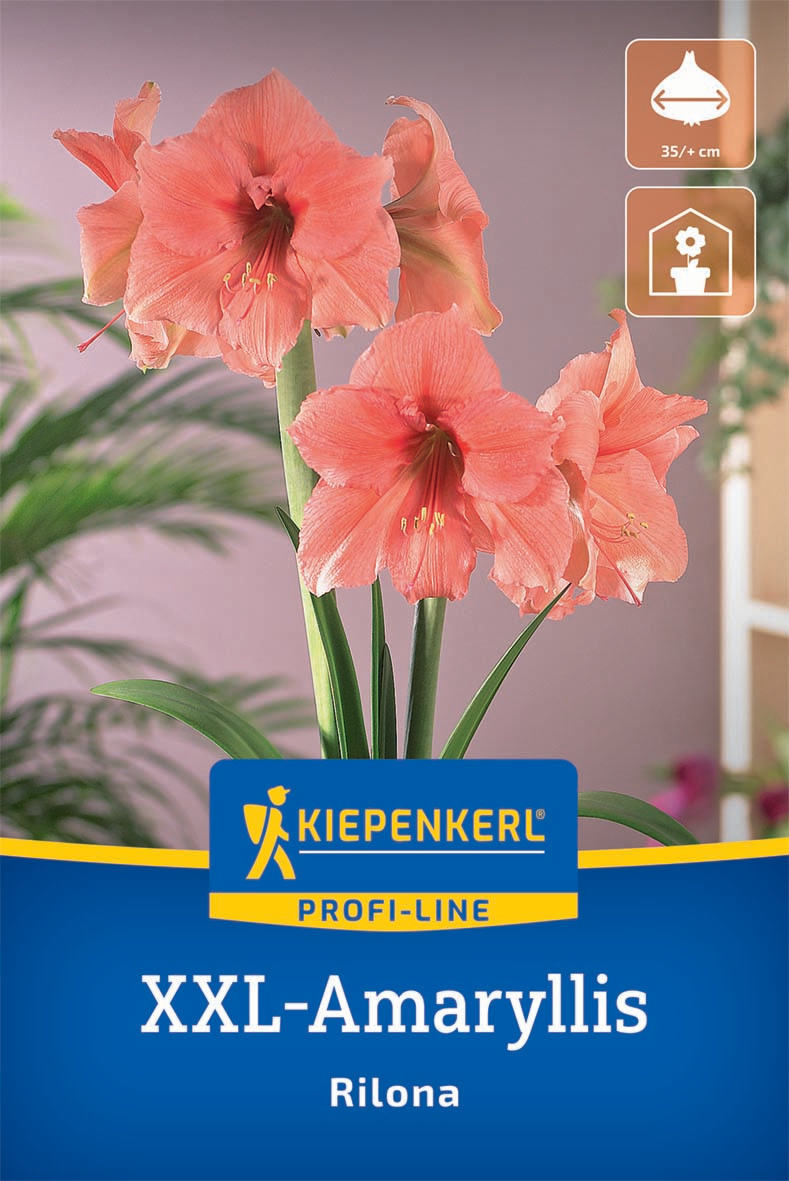 XXL-Blumenzwiebel - Amaryllis Rilona