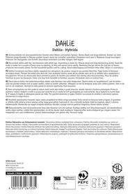 Dahlie Nagano