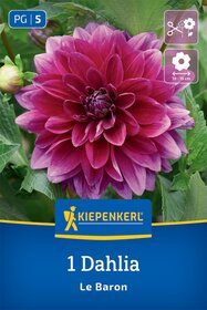 Dekorative Dahlie  Le Baron
