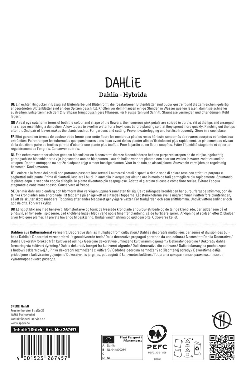 Dahlie Striped Ambition