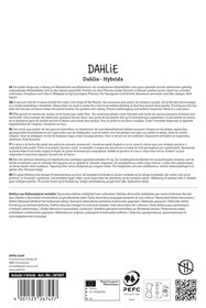 Dahlie Striped Ambition