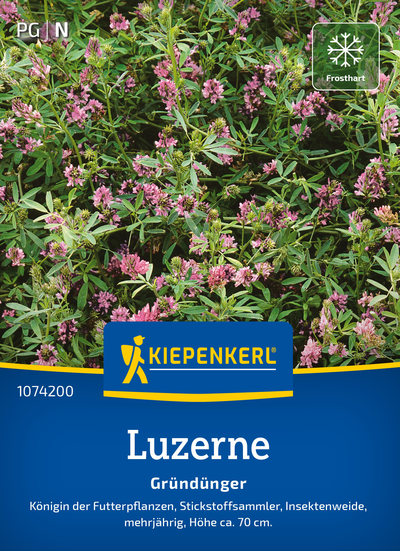 Luzernensamen Saat-Alfalfa