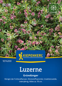 Luzernensamen Saat-Alfalfa
