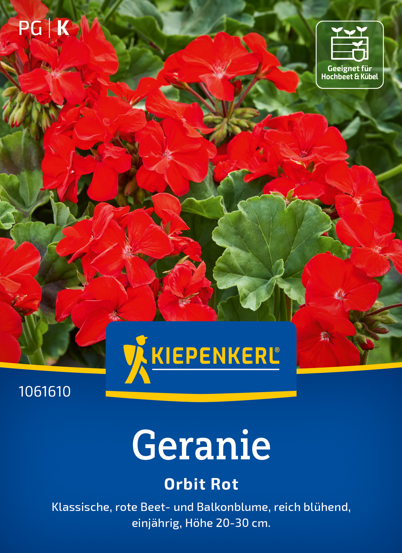 Rote Geranie mit grünen Blättern, einjährig, Höhe 20 bis 30 cm, geeignet für Balkon und Hochbeet.