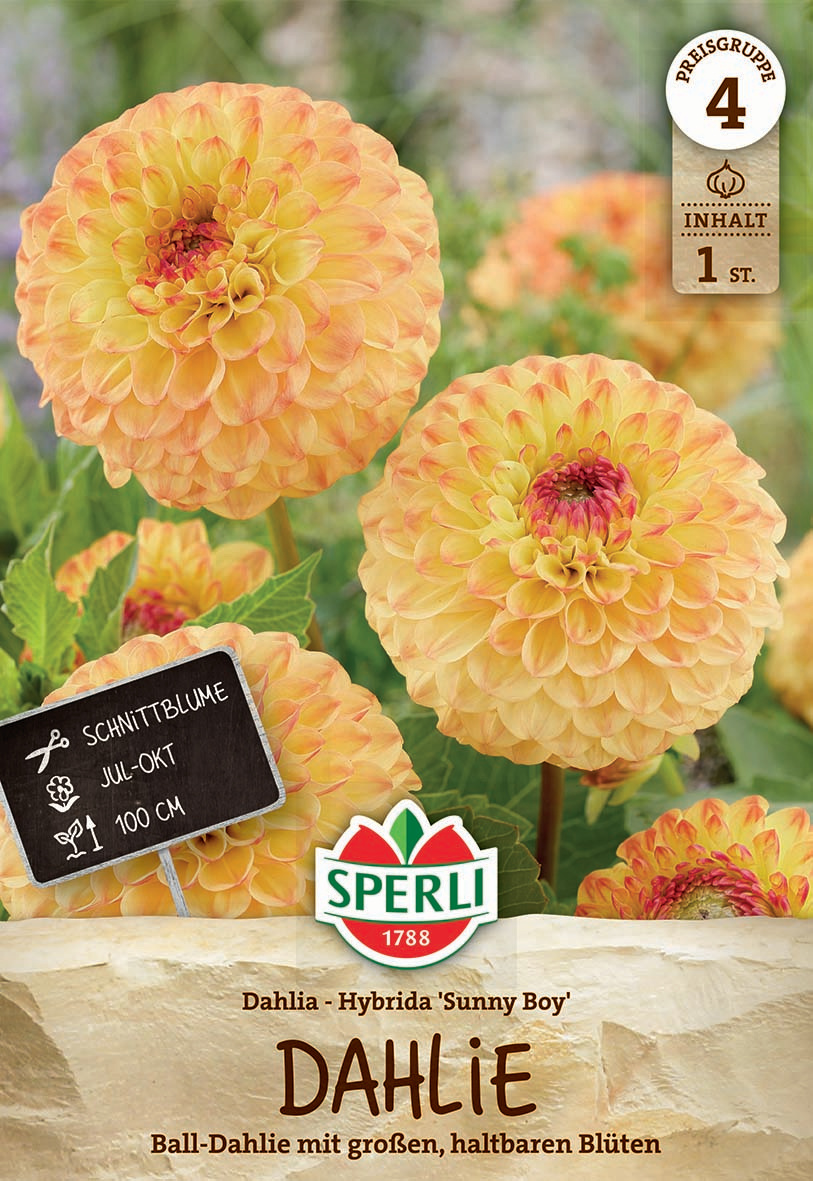 Mehrere große, gelb-orange Dahlien mit runden Blütenknollen und grünem Laub.