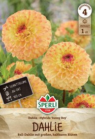 Mehrere große, gelb-orange Dahlien mit runden Blütenknollen und grünem Laub.
