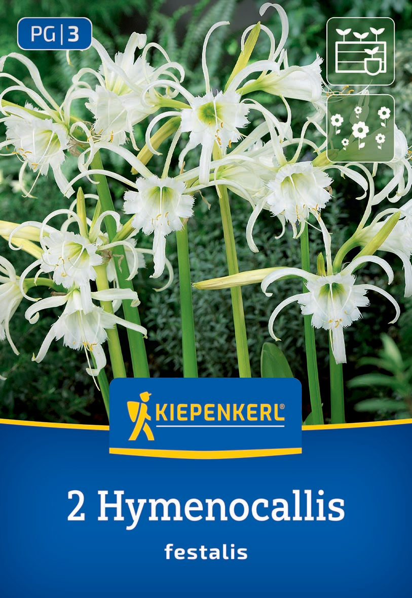 Weiße Blumen mit gelben Staubblättern und langen, gebogenen Blütenblättern vor grünem Hintergrund.