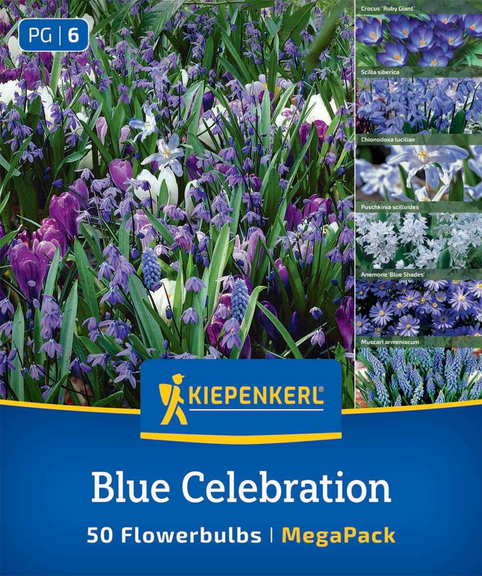 Mega-Pack Blumenzwiebelmischung Blue Celebration Mix