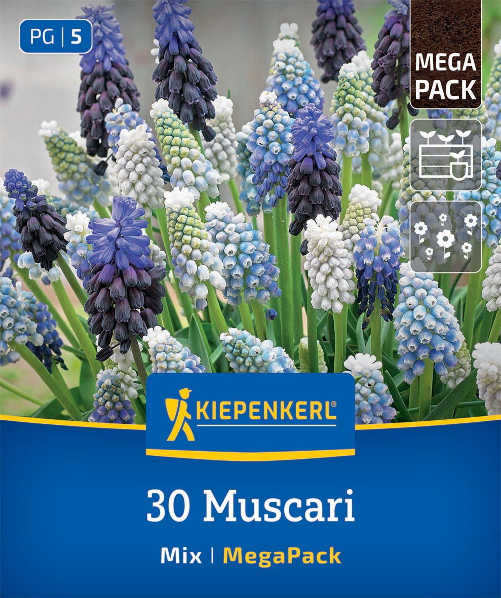 Mega-Pack Traubenhyazinthen Mischung