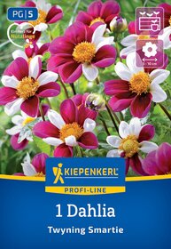 Bunte Dahlien mit rot-weißen Blüten und gelben Staubblättern auf grünem Hintergrund, Verpackung mit Kiepenkerl Logo.