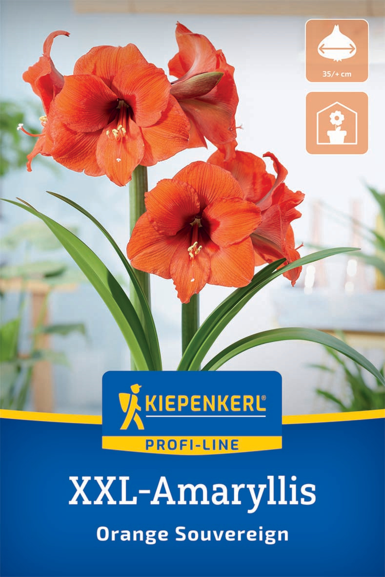 XXL-Blumenzwiebel - Amaryllis Orange Souvereign