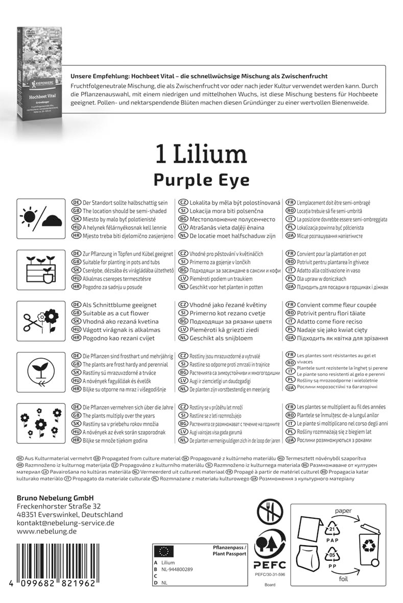 Asiatische Lilie Purple Eye